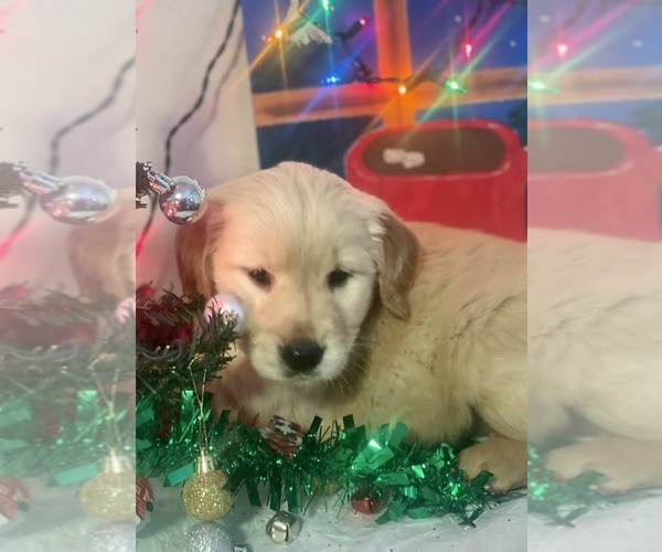 Medium Photo #4  Breeder Profile in BELLEVUE, MI, USA