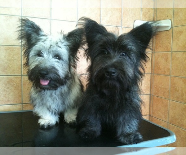 Medium Photo #23  Breeder Profile in LAKESIDE, CA, USA