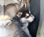 Small #3 Breeder Profile image