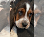 Small #10 Breeder Profile image