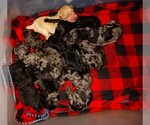 Small breeder photo