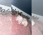 Small breeder photo