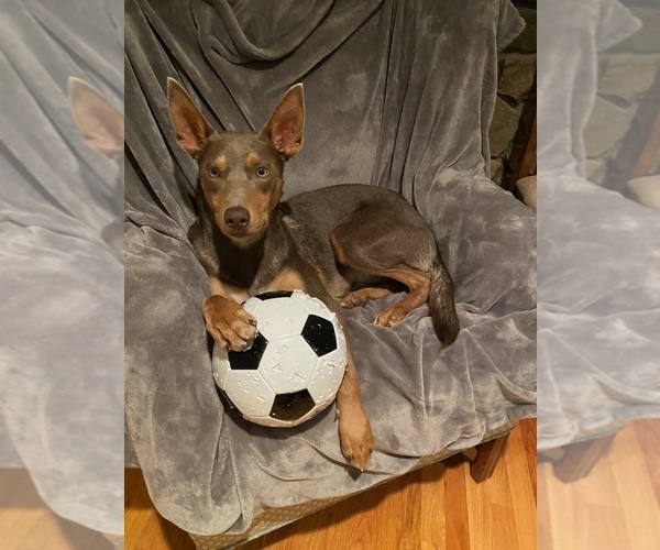 Medium Photo #38  Breeder Profile in CAMAS, WA, USA