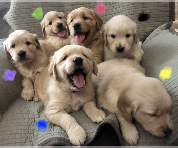 Medium Photo #1  Breeder Profile in WHITTINGTON, IL, USA