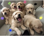 Small breeder photo
