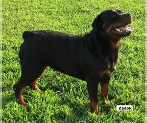 Rottweiler Dog Breeder near CROFTON, KY, USA