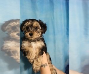 Morkie Dog Breeder near OAK PARK, MI, USA