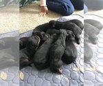 Small #9 Breeder Profile image
