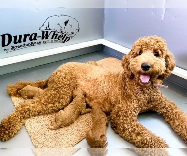 Medium Photo #6  Breeder Profile in JACKSONVILLE, FL, USA