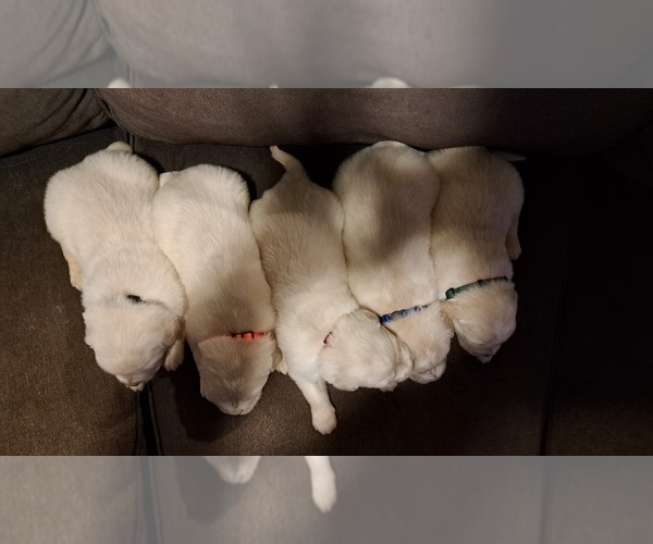Medium Photo #5  Breeder Profile in DALLAS, GA, USA