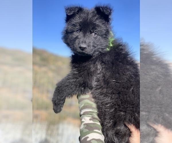 Medium Photo #123  Breeder Profile in PINON HILLS, CA, USA