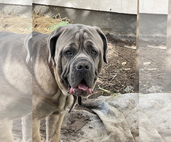 Medium Photo #3  Breeder Profile in KEIZER, OR, USA