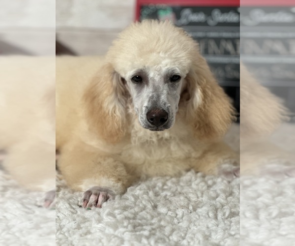 Medium Photo #2  Breeder Profile in LOUISA, VA, USA