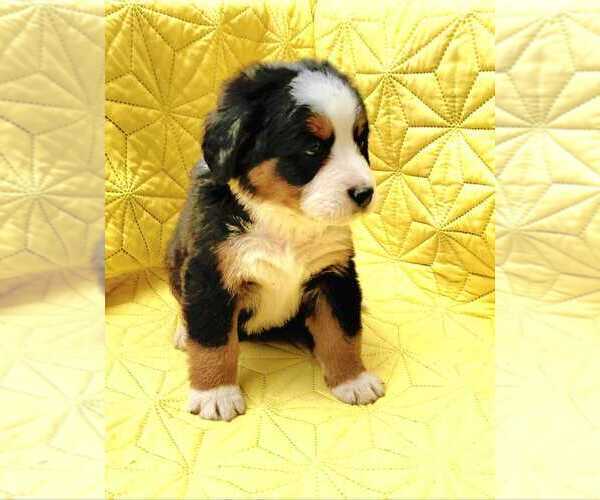 Medium Photo #8  Breeder Profile in ARTHUR, IL, USA