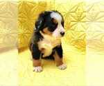Small #7 Breeder Profile image