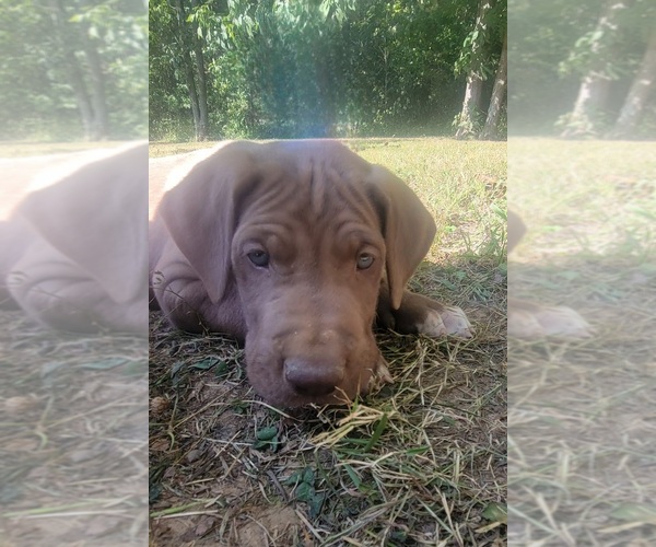 Medium Photo #23  Breeder Profile in HARDINSBURG, IN, USA
