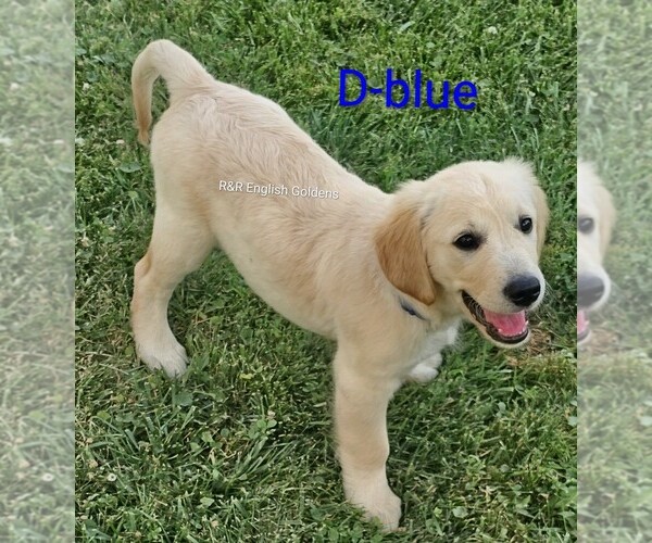 Medium Photo #5  Breeder Profile in BROWNSTOWN, MI, USA