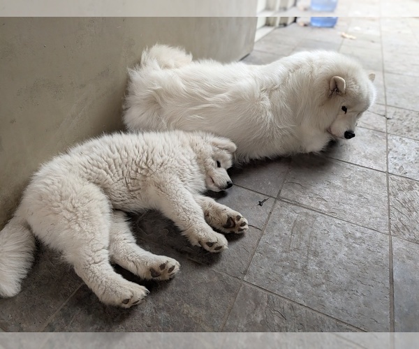 Medium Photo #5  Breeder Profile in PALO ALTO, CA, USA