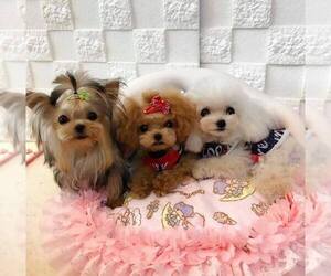 Main photo of Chihuahua Dog Breeder near ASTORIA, NY, USA