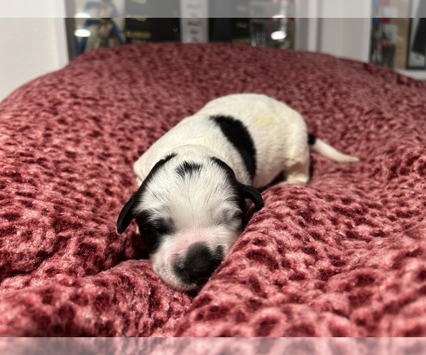Medium Photo #5  Breeder Profile in DES MOINES, IA, USA
