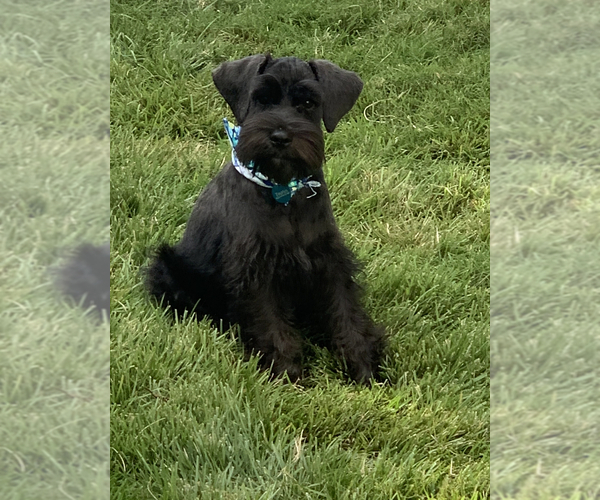 Medium Photo #3  Breeder Profile in MURFREESBORO, TN, USA