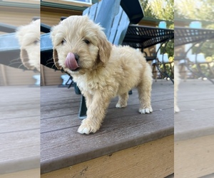 Goldendoodle Dog Breeder near OLYMPIA, WA, USA