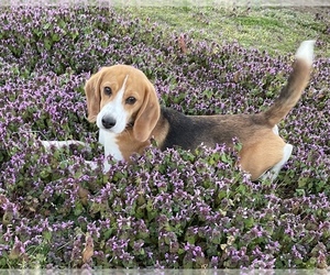 Beagle Dog Breeder in SUFFOLK,  USA