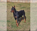 Small #1 Breeder Profile image