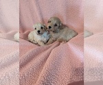 Small #1 Breeder Profile image