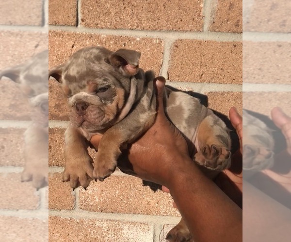 Medium Photo #1  Breeder Profile in FRIENDSWOOD, TX, USA