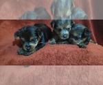 Small #282 Breeder Profile image