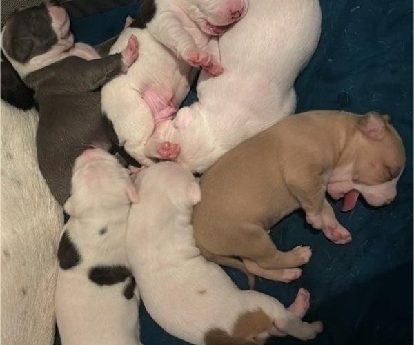 Medium Photo #13  Breeder Profile in NORFOLK, VA, USA