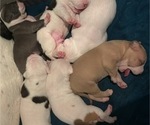 Small #12 Breeder Profile image