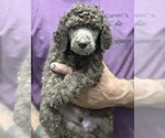 Small #2 Breeder Profile image