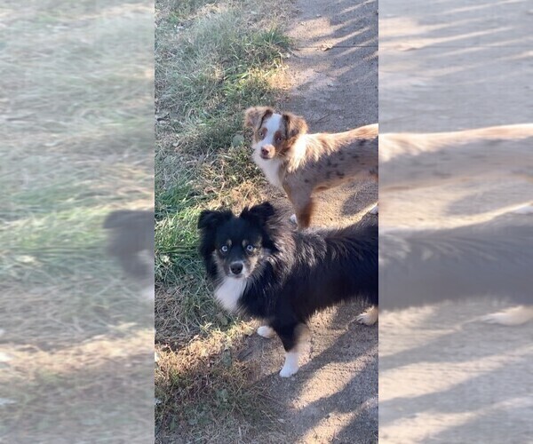 Medium Photo #3  Breeder Profile in HILLSBORO, KS, USA
