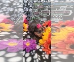 Small #243 Breeder Profile image