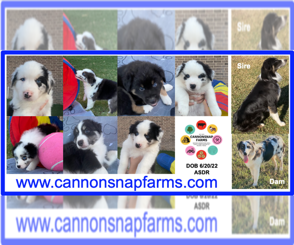 Medium Photo #1  Breeder Profile in SALADO, TX, USA