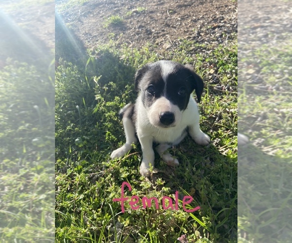 Medium Photo #1  Breeder Profile in CLAREMORE, OK, USA