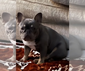 French Bulldog Dog Breeder near CLEVELAND, TX, USA