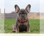 Small #9 Breeder Profile image