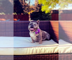 French Bulldog Dog Breeder near VANCOUVER, WA, USA