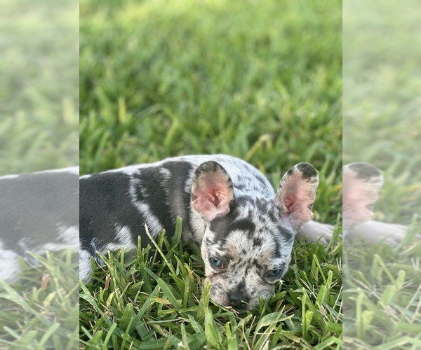 Medium Photo #6  Breeder Profile in MIAMI, FL, USA