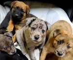 Small breeder photo