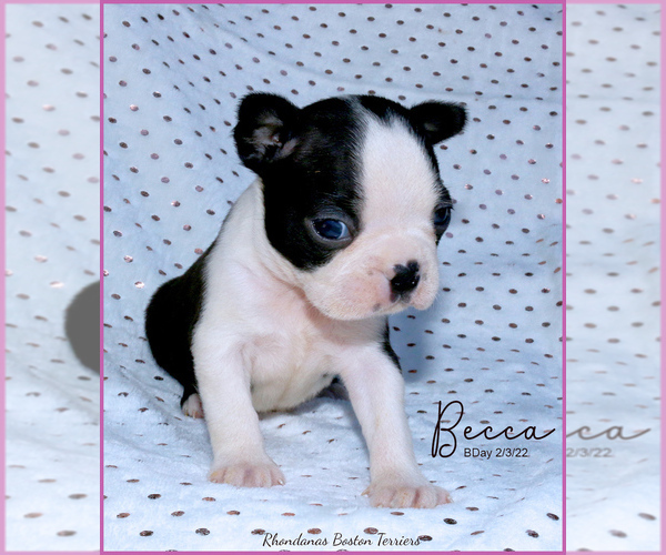 Medium Photo #6  Breeder Profile in MOSELLE, MS, USA