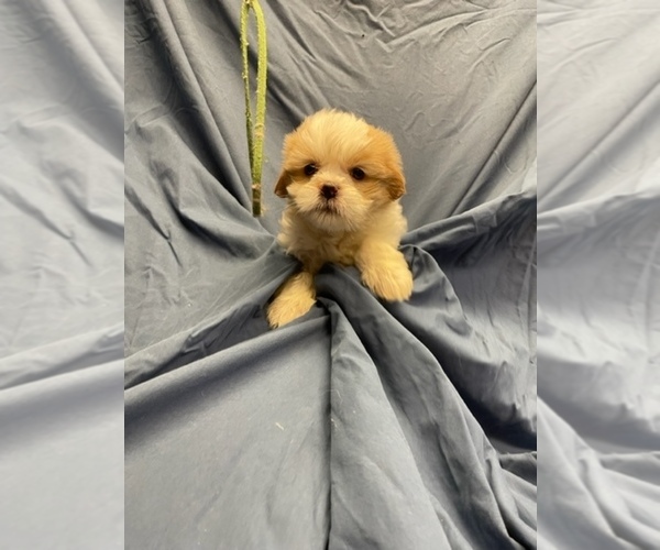 Medium Photo #12  Breeder Profile in HENNIKER, NH, USA