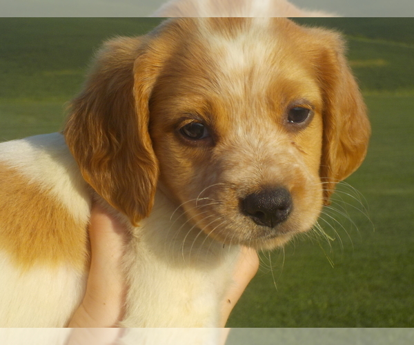 Medium Photo #1  Breeder Profile in MILFORD, IA, USA