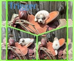 Small #13 Breeder Profile image
