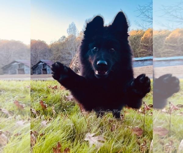 Medium Photo #6  Breeder Profile in GADSDEN, AL, USA
