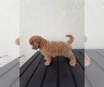 Small #8 Breeder Profile image
