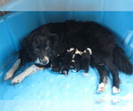 Small #9 Breeder Profile image